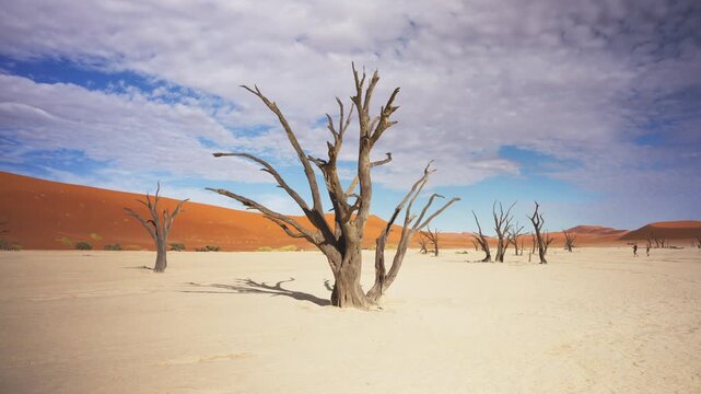 Petrified acacia trees standing in white clay pan of Sossusvlei against backdrop of towering orange sand dunes in Namib Naukluft National Park of Namibia