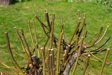 Obraz premium Pruned Garden Shrub Branches Spring Gardening Maintenance Plant Care Hedge Landscape Detail Featuring Freshly Cut Green Twigs Of A Deciduous Bush Under Bright Sunny Daylight