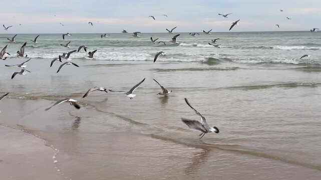 Dozens of white and grey birds soar through the air just above the breaking surf. The scene captures the movement of the flock against a backdrop of blue water and a cloudy horizon.