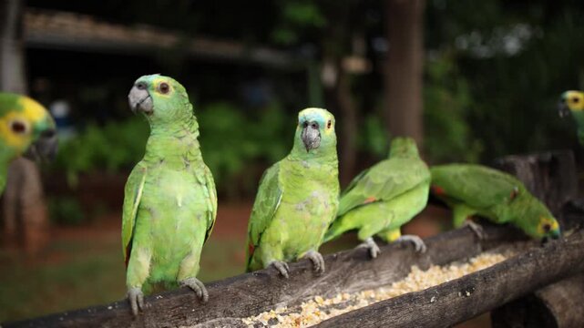Close-up of shot of some blue-fronted amazon parrot (Amazona aestiva) eating grains, showing detailed feathers and natural behavior.