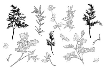 Fototapeta premium Rosemary, basil, parsley and dill herb set in detailed line art style with silhouettes. Collection of culinary plants isolated on white, perfect for cooking design, packaging and natural themes