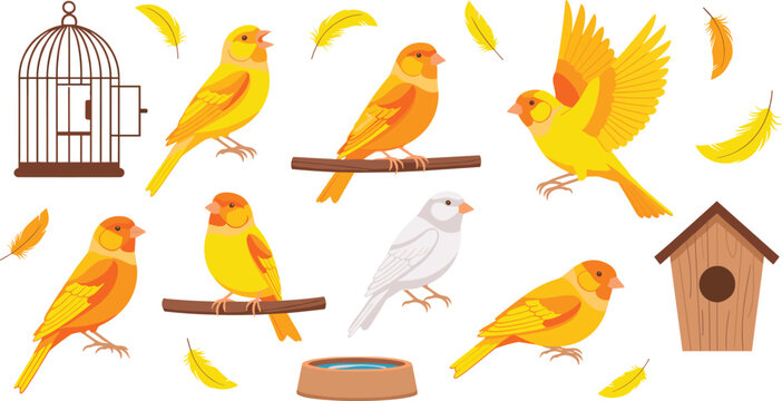 Set of Canary Illustrations Featuring Yellow and White Birds in Various Poses Including Flying Perching and Singing With Birdhouse Cage and Feathers for Pet Care Graphic Designs