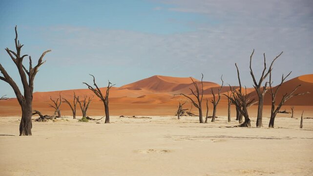 Iconic dead camel thorn trees standing in white clay pan of Deadvlei, towering orange sand dunes of Namib Desert under a clear blue sky in Namibia