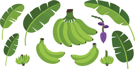 Banana Vector Set Featuring Green Unripe Plantains Multiple Whole Banana Bunches And Various Palm Leaves For Tropical Food Agriculture And Cooking Graphic Designs © sojibislam