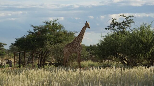 Towering giraffe standing still and grazing on vegetation in wild savannah of Namibia, Africa, with zebra appearing under trees
