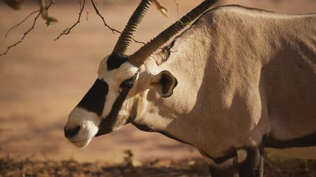 Close up of large gemsbok oryx with long horns turning head while eating in arid desert landscape of Namibia during a sunny day in southern Africa