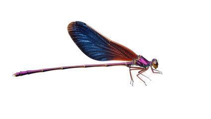 Iridescent damselfly with metallic blue and copper wings, isolated on transparent background © Eoin