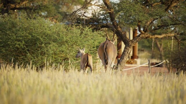 Mother eland walking away with young calf in a grassy savanna of Namibia, Africa, during warm golden sunset creating idyllic wildlife and nature scene
