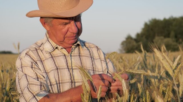 Elderly farmer in cowboy hat and plaid shirt stands in rural grain field. Agronomist checks wheat grains in growing ears with his hands before harvesting. Growing food in fields