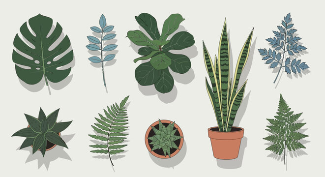 Collection of various green houseplants and leaves.
