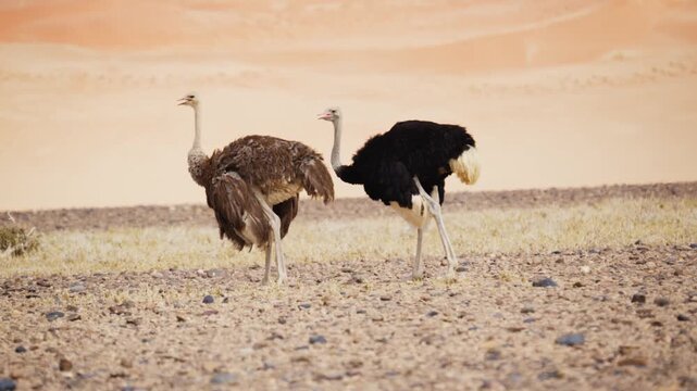Male and female ostrich walking together in vast african savanna with iconic orange sand dunes of Namib Desert in background, representing wildlife and nature