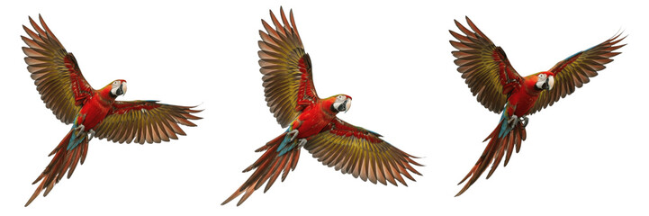 Set and collection of macaw parrot isolated on transparent png background © fishingman