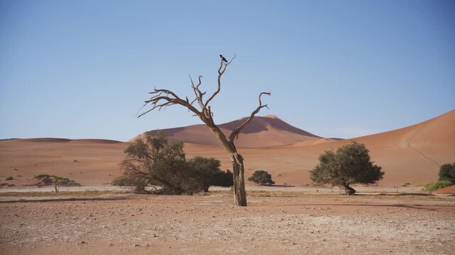 Pied crow perching on a dead tree in the Namib desert of Namibia, red sand dunes of Sossusvlei and acacia trees under a clear blue sky in southern Africa