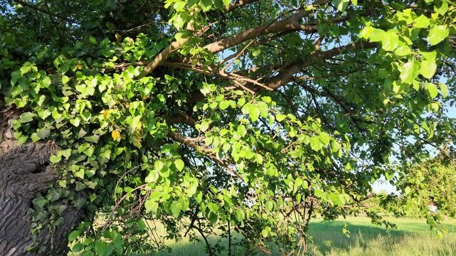 Sunlit green leaves on tree branches with natural light filtering through foliage, vibrant outdoor scene with soft shadows, peaceful nature and seasonal growth concept.
