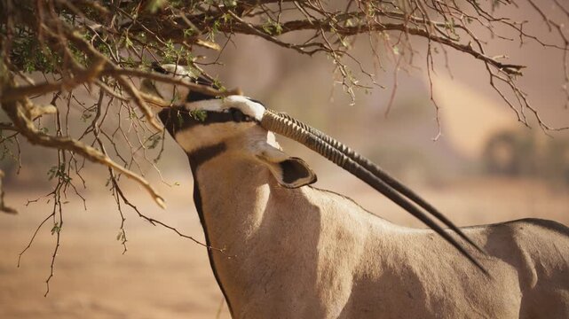 Graceful gemsbok oryx standing on hind legs while eating acacia leaves from tree in arid landscape of Namib desert in Namibia, Africa, during dusty safari