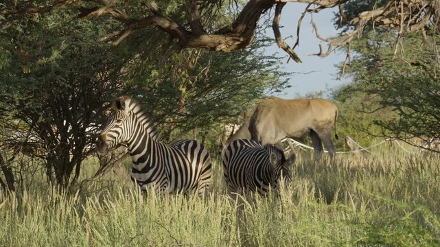 Burchell's zebras and eland antelopes grazing under an acacia tree in tall green grass of African plains of Namibia during summer safari in savanna