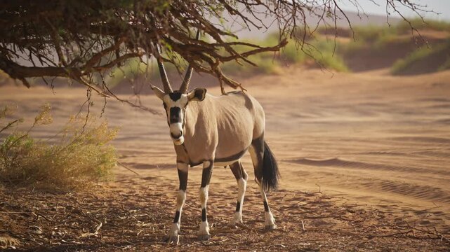 Gemsbok oryx antelope standing under a tree in Namib desert of Namibia, Africa, chewing and observing arid and wild surroundings during sunny afternoon