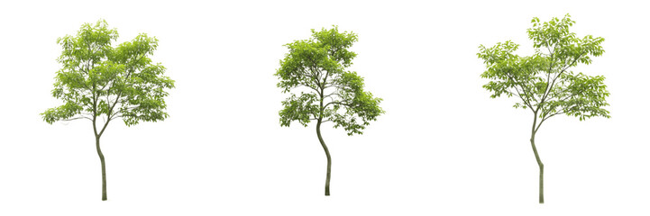 Set and collection Green Deciduous Tree isolated on transparent png background