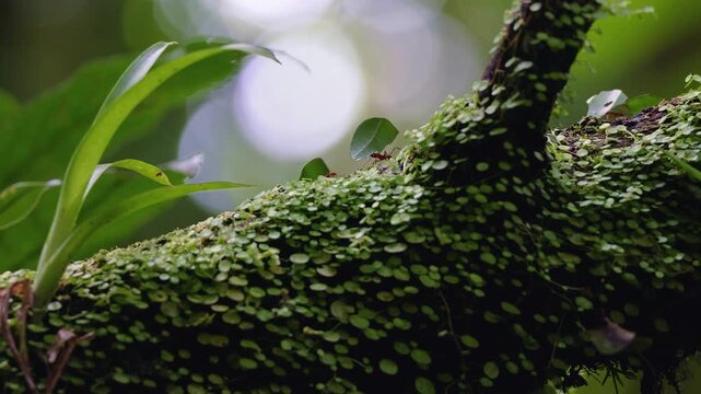 Leafcutter Ant Carrying Leaf on Mossy Branch, Costa Rica