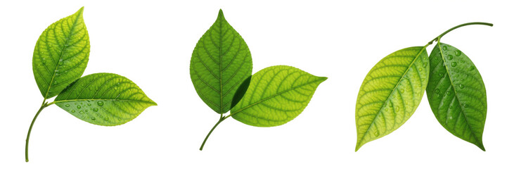Fototapeta premium Set and collection Fresh Green Leaves isolated on transparent png background