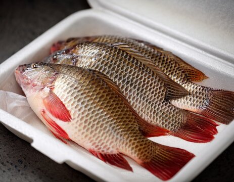 close up of live nile tilapia in styrofoam box