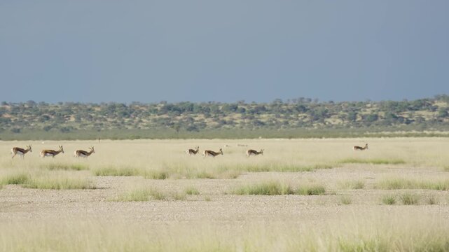Distant herd of springboks running and pronking across expansive savanna plains of Etosha National Park in Namibia, showcasing unique agility and wild freedom