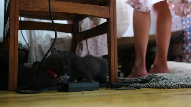 wooden house with a simple floor and a gray mat, two cats play laptop charger while a woman moves nearby doing household cleaning. A wooden chair and cozy create a warm village living scene. 