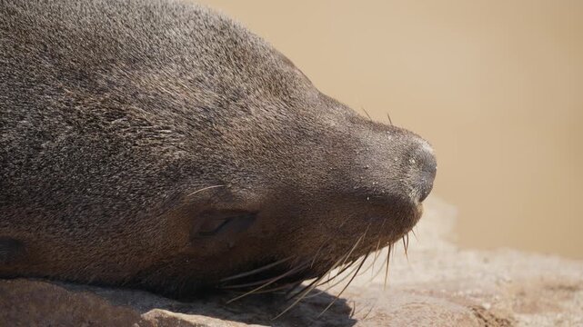 Close up of a sleeping Cape fur seal resting peacefully on rock at Skeleton Coast in Namibia, breath visible in the air during an exhalation
