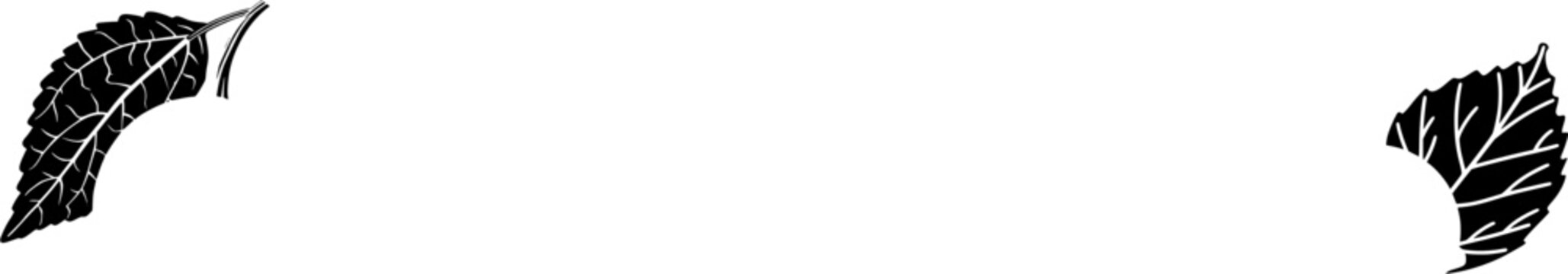 A stunning photorealistic image of a halved fresh Physalis (Cape Gooseberry) showcases its vibrant orange berry nestled within its papery, vein-covered husk against a pristine white background