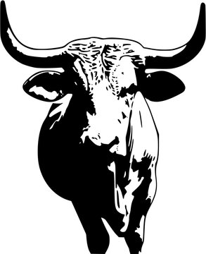 A pristine Brahman bull stands majestically against a stark white backdrop, its distinctive hump and dewlap accentuating its noble presence