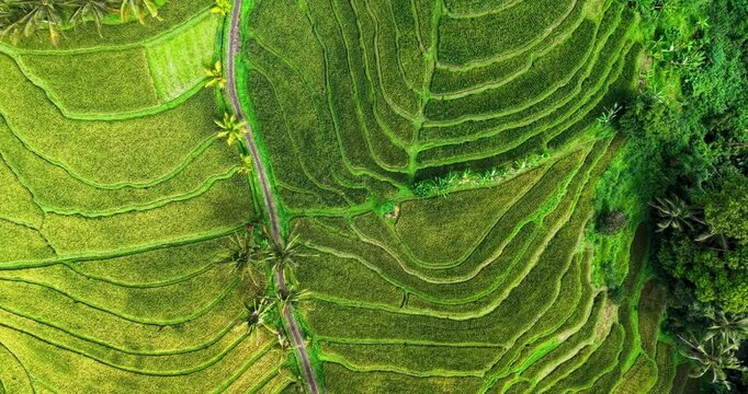 Top-down aerial of rice terraces in Bali showing green and golden paddies, geometric patterns and a narrow path beside dense tropical vegetation.