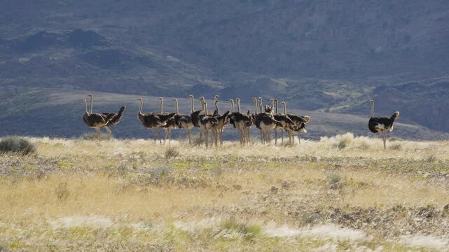 Large flock of wild ostriches running and gathering in dry savanna landscape of Namibia, Africa, arid mountains background during a sunny day