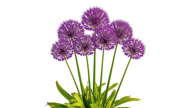 Purple allium flowers with green stems and leaves, isolated on transparent background