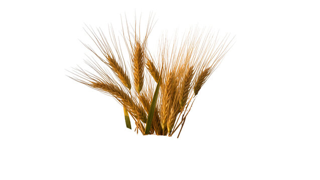 Golden wheat stalks with long awns, isolated on transparent background