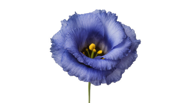 Delicate blue eustoma flower with ruffled petals and yellow stamen, isolated on transparent background