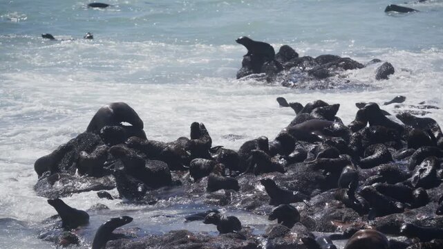 Cape fur seal colony resting on coastal rocks at Cape Cross Seal Reserve in Namibia, with ocean waves splashing around wild marine animals basking in sunshine