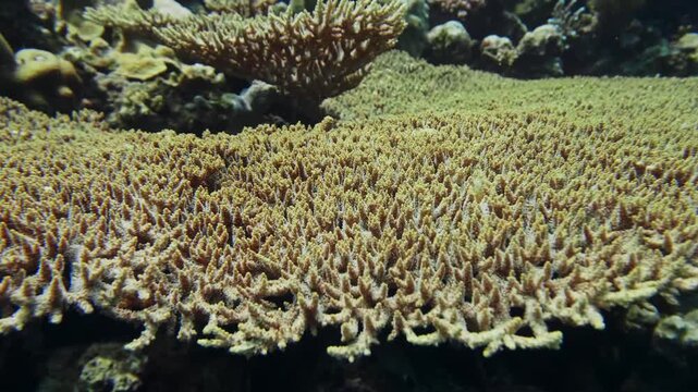 This footage showcases a thriving underwater landscape dominated by extensive formations of table coral Acropora species, providing a vital habitat for marine life.