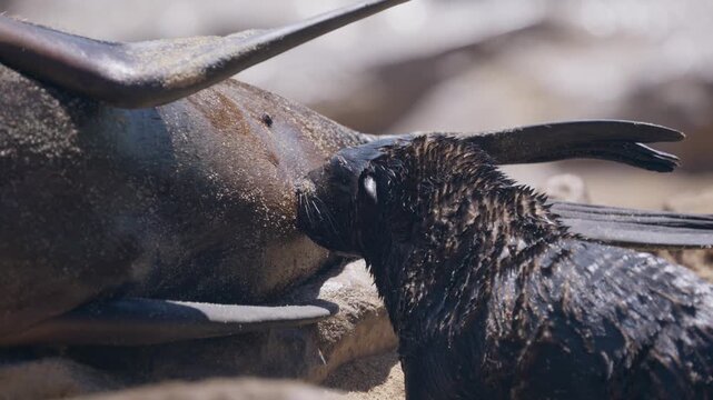 Close up of baby Cape fur seal pup with wet fur suckling milk from mother on sandy beach at Cape Cross Seal Reserve in Namibia, Africa, a loving family scene