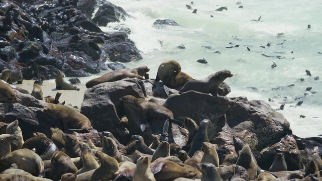 Numerous Cape fur seals basking on rocky coast of Namibia, with many others swimming and playing in shallow waters of Atlantic Ocean on Skeleton Coast