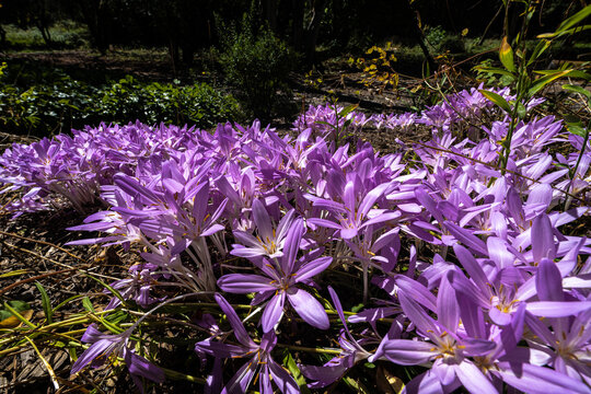 Flowering Autumn Crocuses (Colchicum autumnale) in a Park