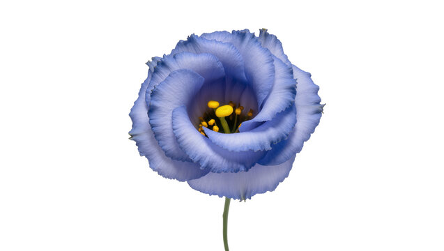 Delicate blue eustoma flower with yellow stamens, isolated on transparent background