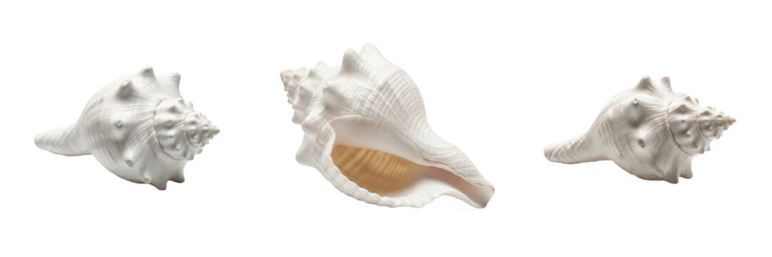 Set and collection of seashell isolated on white transparent png background