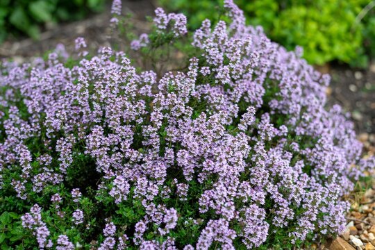 Close up of creeping thyme (thymus serpyllum) flowers in bloom