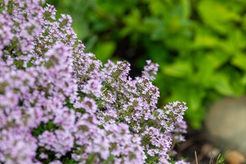 Obraz premium Close up of creeping thyme (thymus serpyllum) flowers in bloom