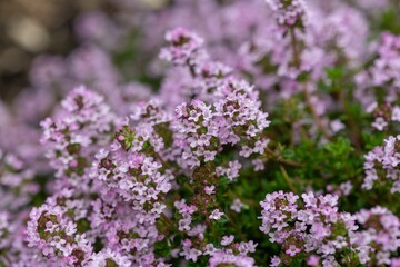 Obraz premium Close up of creeping thyme (thymus serpyllum) flowers in bloom