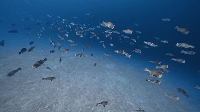 School of juvenile humphead parrotfish swimming over sandy seabed