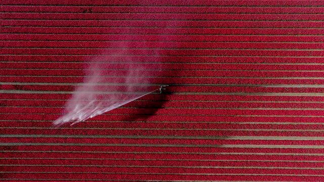 Aerial view of red tulip fields being irrigated with water sprayers in Alkmaar, North Holland, Netherlands.