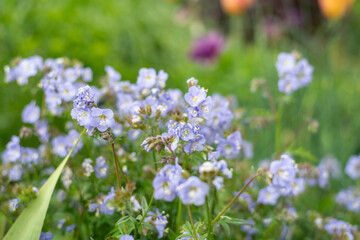 Obraz premium Close up of Jacobs ladder (polemonium caeruleum) flowers in bloom