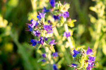 Obraz premium Wildflowers during flowering, bells in a field near the road