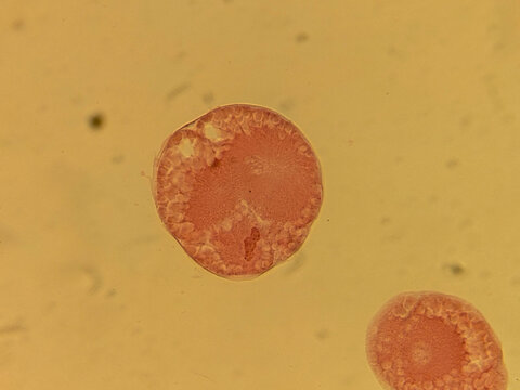 Early Embryonic Development Showing Spiral Cleavage Stages in Nereis Marine W